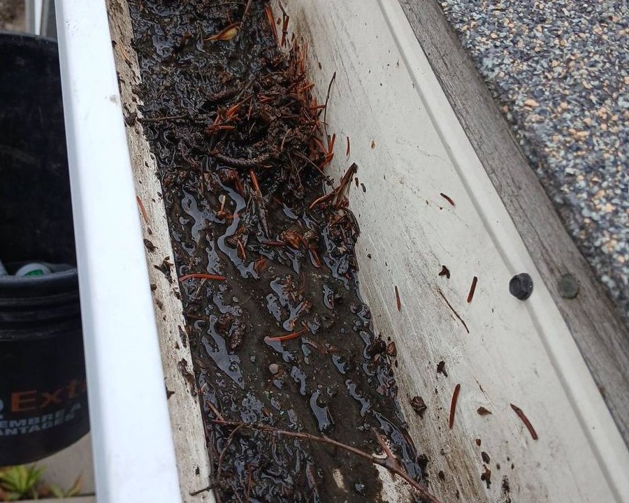 An open eavestrough holding standing water, sludge and pine needles